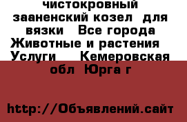 чистокровный зааненский козел  для вязки - Все города Животные и растения » Услуги   . Кемеровская обл.,Юрга г.